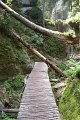 cz_073_bomen_over_de_boardwalk