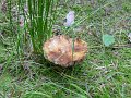 cz_396_podlesi_paddestoel_A