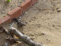 lk_019_kochchikade_hamster_A