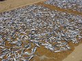 lk_030_negombo_vis_op_strand_A