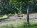 lk_071_onderweg_rijstveld_A