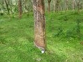 lk_254_onderwerg_rubberboom_A