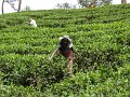 lk_269_onderwerg_theeplantage_A
