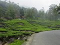lk_281_onderwerg_theeplantage_A