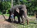 lk_381_pinnawala_olifanten_weeshuis_A