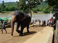 lk_411_pinnawala_olifanten_weeshuis_A