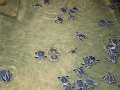 lk_443_kosgoda_schildpaddenfarm_A