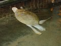 lk_445_kosgoda_schildpaddenfarm_A