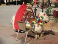 eg_075_sharm_el_sheikh_camel_A
