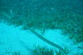 eg_045a_taba