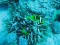 eg_049_taba_A
