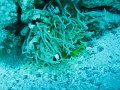 eg_054_taba_A