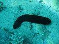 eg_056_taba_A