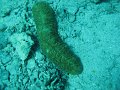 eg_058_taba_A
