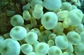 eg_058b_taba
