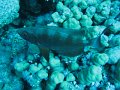eg_065_taba_A