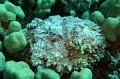 eg_066a_taba