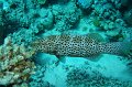eg_069a_taba