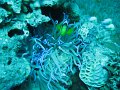 eg_072_taba_A