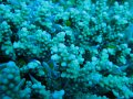 eg_079_taba_A