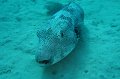 eg_084a_taba