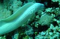eg_086a_taba