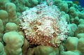 eg_110a_taba