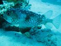 eg_115_taba_A