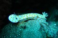 eg_117a_taba