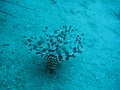 eg_124_taba_A