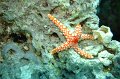 eg_130a_taba