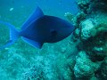 eg_136_taba_A