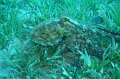 eg_138a_taba