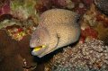 eg_142c_taba