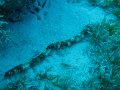 eg_144_taba_A