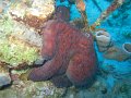eg_145_taba_A