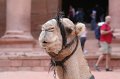 eg_187_petra_A