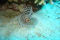 eg_208a_taba