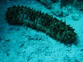 eg_215_taba_A