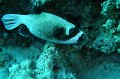 eg_217a_taba