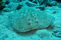 eg_218a_taba