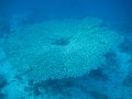 eg_223_taba_A
