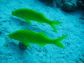 eg_225_taba_A