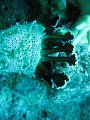 eg_231_taba_A