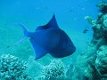 eg_233_taba_A