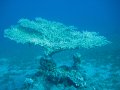 eg_238_taba_A