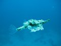 eg_298_taba_A