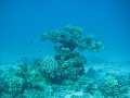 eg_034_hurghada_reef_shaab_sabrina_A