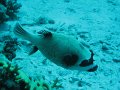 eg_080_hurghada_banana_reef_A