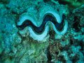 eg_081_hurghada_banana_reef_A